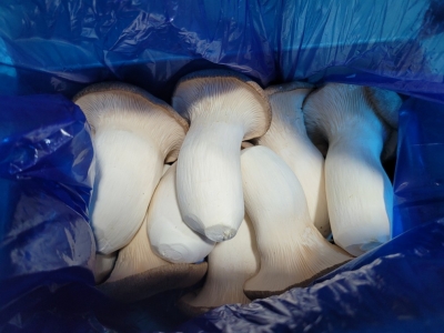 [농식품바우처] (황토골새송이) 무농약 새송이버섯 특 1kg