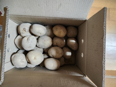 [농식품바우처] (베리굿스) 24년산 선별 발송 햇 감자 (3kg/5kg, 대/특/왕특)