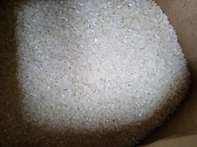(영암군농협쌀조합) 23년 기운찬신동진쌀 20kg