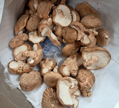 (도담) 무농약 인증 산지직송 자연이 주는 도담 못난이 표고버섯 1kg