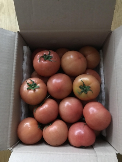 [농식품바우처] (오병이어) 곱게 완숙된 전라도 토마토 3kg/5kg