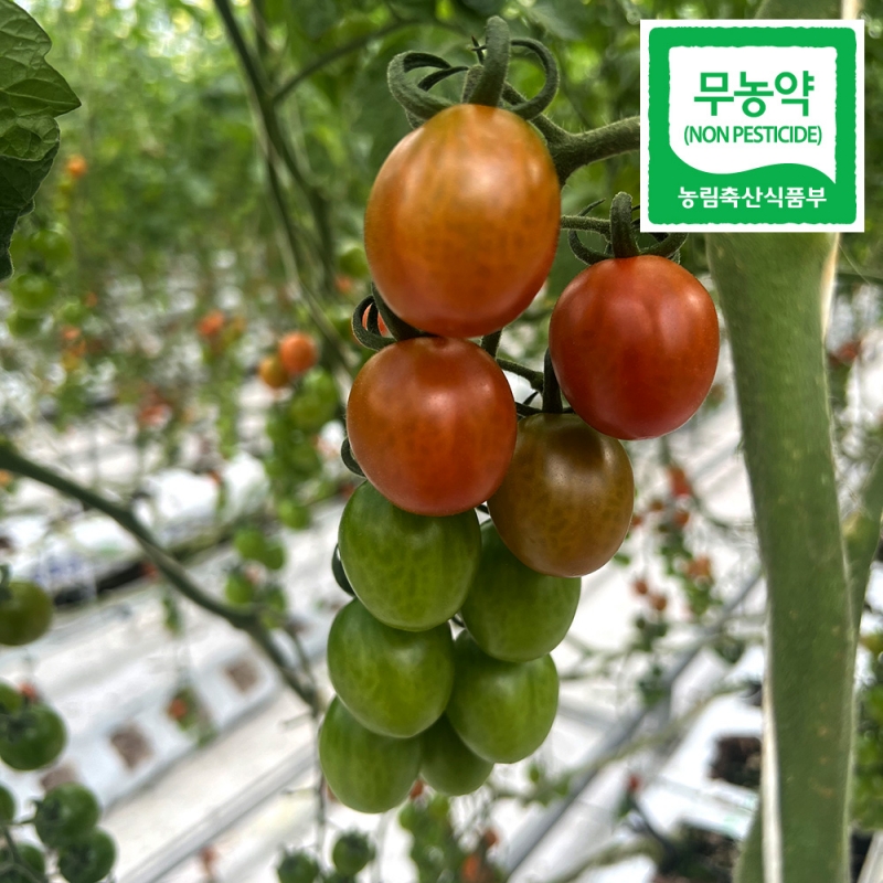 (그린스마일) 친환경 무농약 대추 방울 토마토 (2kg/5kg)