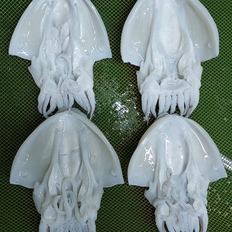 (다산수산) 푸른자연바다 반건조 갑오징어 (소~프리미엄)